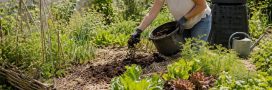 Le no-dig : et si la meilleure façon d'aider son sol était de ne plus le retourner ? Le no-dig : et si la meilleure façon d'aider son sol était de ne plus le retourner ?