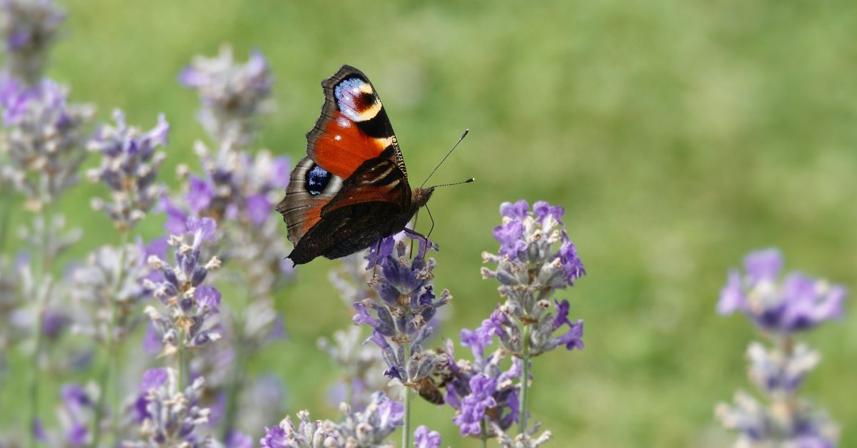 Papillons : la migration s’accélère sous l’effet du réchauffement climatique Papillons : la migration s’accélère sous l’effet du réchauffement climatique