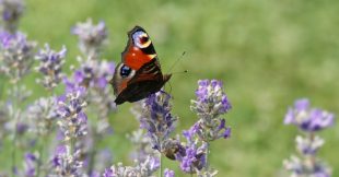Papillons : la migration s'accélère sous l'effet du réchauffement climatique Papillons : la migration s'accélère sous l'effet du réchauffement climatique