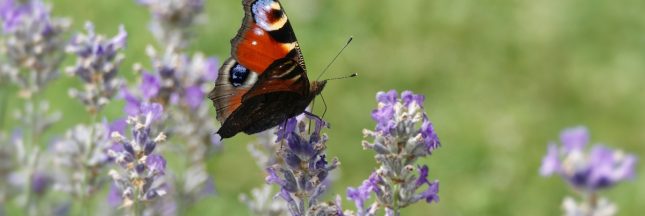 papillon d'europe