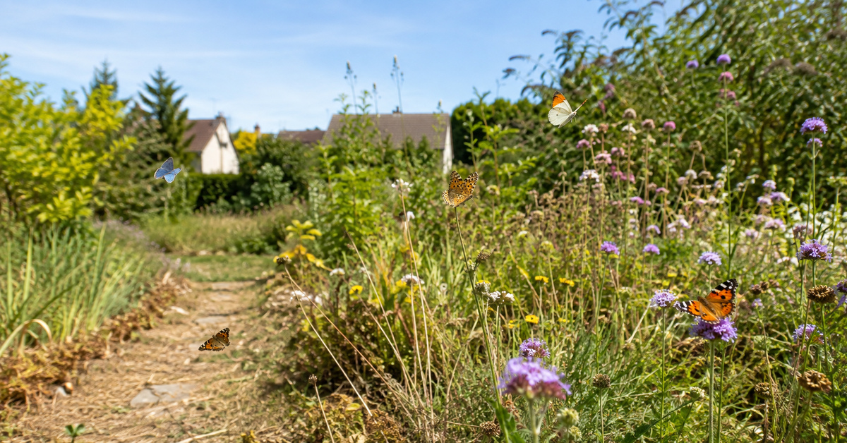 papillon et réchauffement climatique