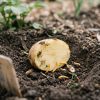 La pomme de terre : un piège simple contre les taupins au potager La pomme de terre : un piège simple contre les taupins au potager