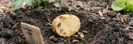 La pomme de terre : un piège simple contre les taupins au potager La pomme de terre : un piège simple contre les taupins au potager