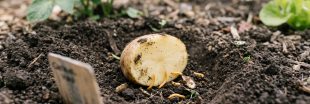 La pomme de terre : un piège simple contre les taupins au potager