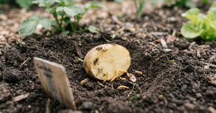La pomme de terre : un piège simple contre les taupins au potager