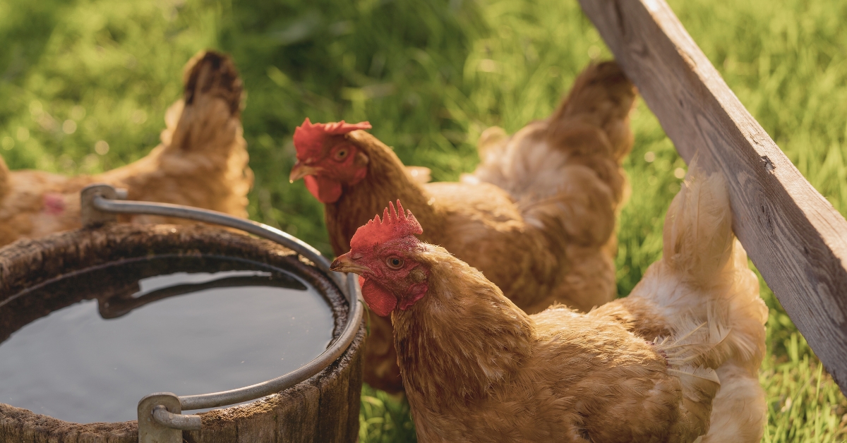 Des poules se désaltèrent dans un seau d'eau fraîche pendant les fortes chaleurs.