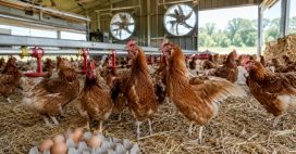 Pénurie d’oeufs : la canicule met les rayons sous tension et les poules en danger Pénurie d’oeufs : la canicule met les rayons sous tension et les poules en danger