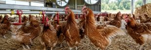 Pénurie d'oeufs : la canicule met les rayons sous tension et les poules en danger