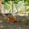 Fortes chaleurs : comment protéger ses poules ? Fortes chaleurs : comment protéger ses poules ?
