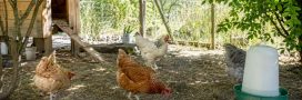 Fortes chaleurs : comment protéger ses poules ? Fortes chaleurs : comment protéger ses poules ?