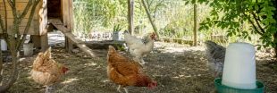 Fortes chaleurs : comment protéger ses poules ?