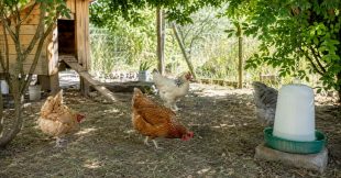 Fortes chaleurs : comment protéger ses poules ?