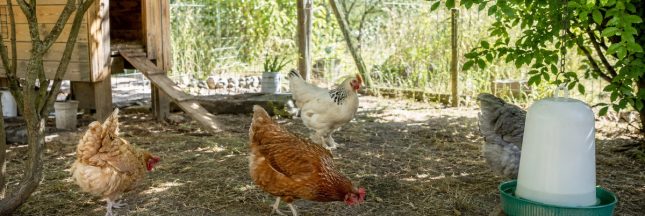 Poules profitant de l’ombre près d’un poulailler et d’un abreuvoir pendant une journée de forte chaleur.
