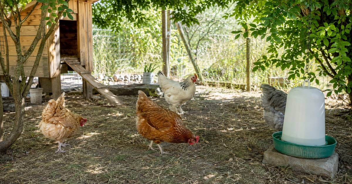 Fortes chaleurs : comment protéger ses poules ? Fortes chaleurs : comment protéger ses poules ?