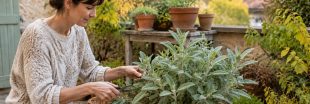 Votre sauge est encore belle ? Le geste à faire en septembre pour en profiter tout l'hiver