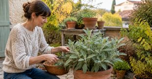 Votre sauge est encore belle ? Le geste à faire en septembre pour en profiter tout l'hiver Votre sauge est encore belle ? Le geste à faire en septembre pour en profiter tout l'hiver