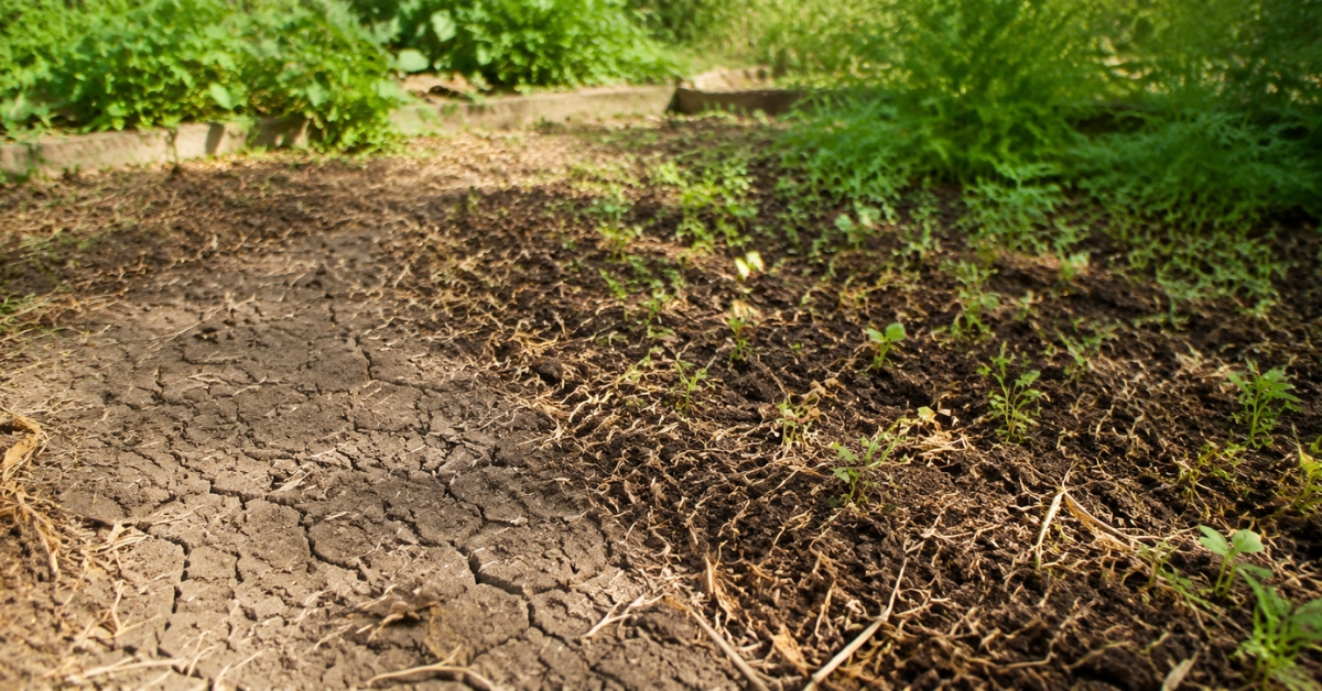 Sol desséché et craquelé en cours de régénération naturelle avec compost, paillage et jeunes pousses.