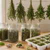Comment faire sécher et conserver ses herbes aromatiques pour l'hiver ? Comment faire sécher et conserver ses herbes aromatiques pour l'hiver ?