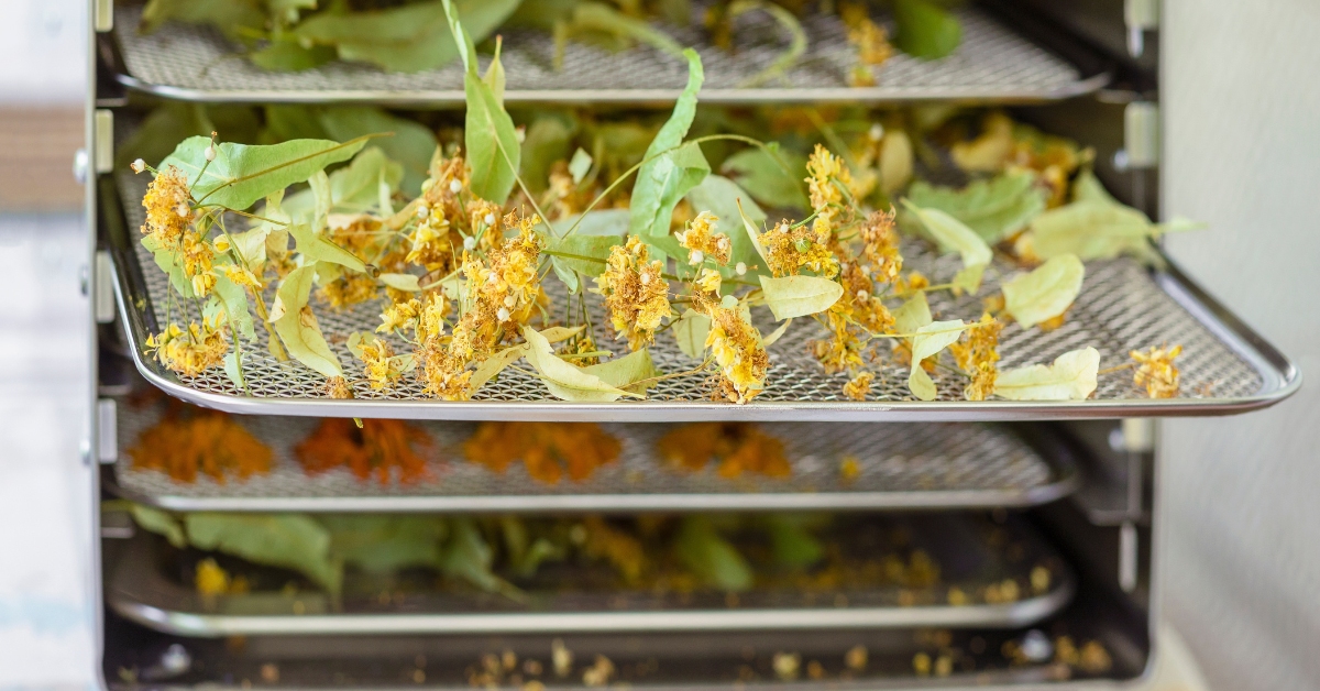 Séchage des herbes dans le séchoir déshydrateur d'aliments