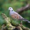 Tourterelle des bois : l'État autorise la chasse cet oiseau pourtant fragile Tourterelle des bois : l'État autorise la chasse cet oiseau pourtant fragile