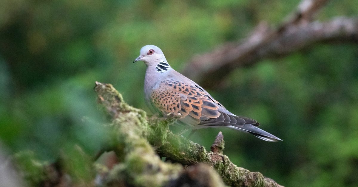 Tourterelle des bois : l’État autorise la chasse cet oiseau pourtant fragile Tourterelle des bois : l’État autorise la chasse cet oiseau pourtant fragile