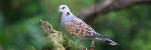 Tourterelle des bois : l'État autorise la chasse cet oiseau pourtant fragile Tourterelle des bois : l'État autorise la chasse cet oiseau pourtant fragile