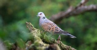 Tourterelle des bois : l'État autorise la chasse cet oiseau pourtant fragile Tourterelle des bois : l'État autorise la chasse cet oiseau pourtant fragile