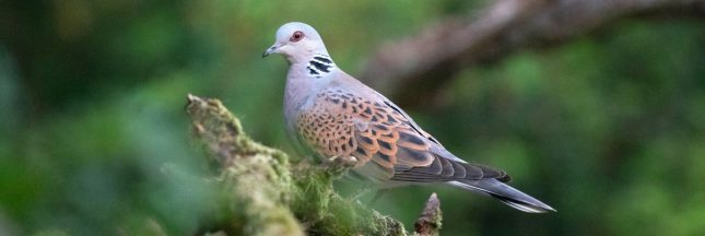 Tourterelle des bois : l'État autorise la chasse cet oiseau pourtant fragile Tourterelle des bois : l'État autorise la chasse cet oiseau pourtant fragile
