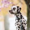 Croquettes sans céréales pour chien de grande taille : comment les acheter au meilleur prix ? Croquettes sans céréales pour chien de grande taille : comment les acheter au meilleur prix ?