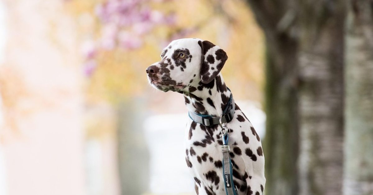 Croquettes sans céréales pour chien de grande taille : comment les acheter au meilleur prix ? Croquettes sans céréales pour chien de grande taille : comment les acheter au meilleur prix ?