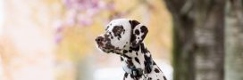 Croquettes sans céréales pour chien de grande taille : comment les acheter au meilleur prix ? Croquettes sans céréales pour chien de grande taille : comment les acheter au meilleur prix ?