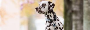 Croquettes sans céréales pour chien de grande taille : comment les acheter au meilleur prix ? Croquettes sans céréales pour chien de grande taille : comment les acheter au meilleur prix ?