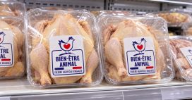 Nouveau logo « Bien-être animal » : ce qu’il dit vraiment sur les poulets