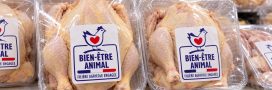 Nouveau logo « Bien-être animal » : ce qu'il dit vraiment sur les poulets Nouveau logo « Bien-être animal » : ce qu'il dit vraiment sur les poulets