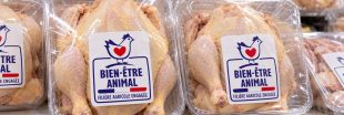 Nouveau logo « Bien-être animal » : ce qu'il dit vraiment sur les poulets