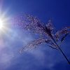 Cet été a battu 126 ans de records : voici ce qui nous attend
