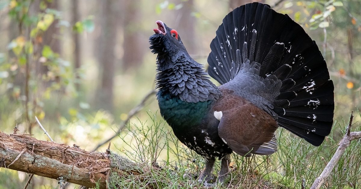 Le grand tétras et le lagopède alpin désormais interdits de chasse Le grand tétras et le lagopède alpin désormais interdits de chasse