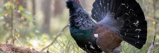 Le grand tétras et le lagopède alpin désormais interdits de chasse Le grand tétras et le lagopède alpin désormais interdits de chasse