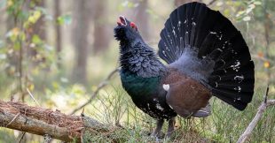 Le grand tétras et le lagopède alpin désormais interdits de chasse Le grand tétras et le lagopède alpin désormais interdits de chasse