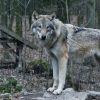 Loups : le GPS proposé par Annie Genevard peut-il vraiment fonctionner ? Loups : le GPS proposé par Annie Genevard peut-il vraiment fonctionner ?