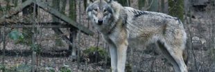 Loups : le GPS proposé par Annie Genevard peut-il vraiment fonctionner ? Loups : le GPS proposé par Annie Genevard peut-il vraiment fonctionner ?