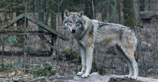 Loups : le GPS proposé par Annie Genevard peut-il vraiment fonctionner ? Loups : le GPS proposé par Annie Genevard peut-il vraiment fonctionner ?