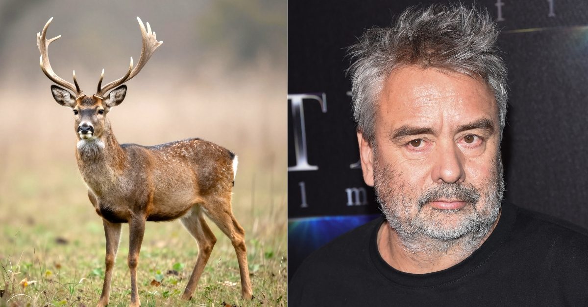 « Ils décapitent les cerfs devant chez moi » : la colère de Luc Besson « Ils décapitent les cerfs devant chez moi » : la colère de Luc Besson