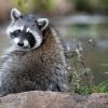 Raton laveur en France : comment protéger la biodiversité ? Raton laveur en France : comment protéger la biodiversité ?