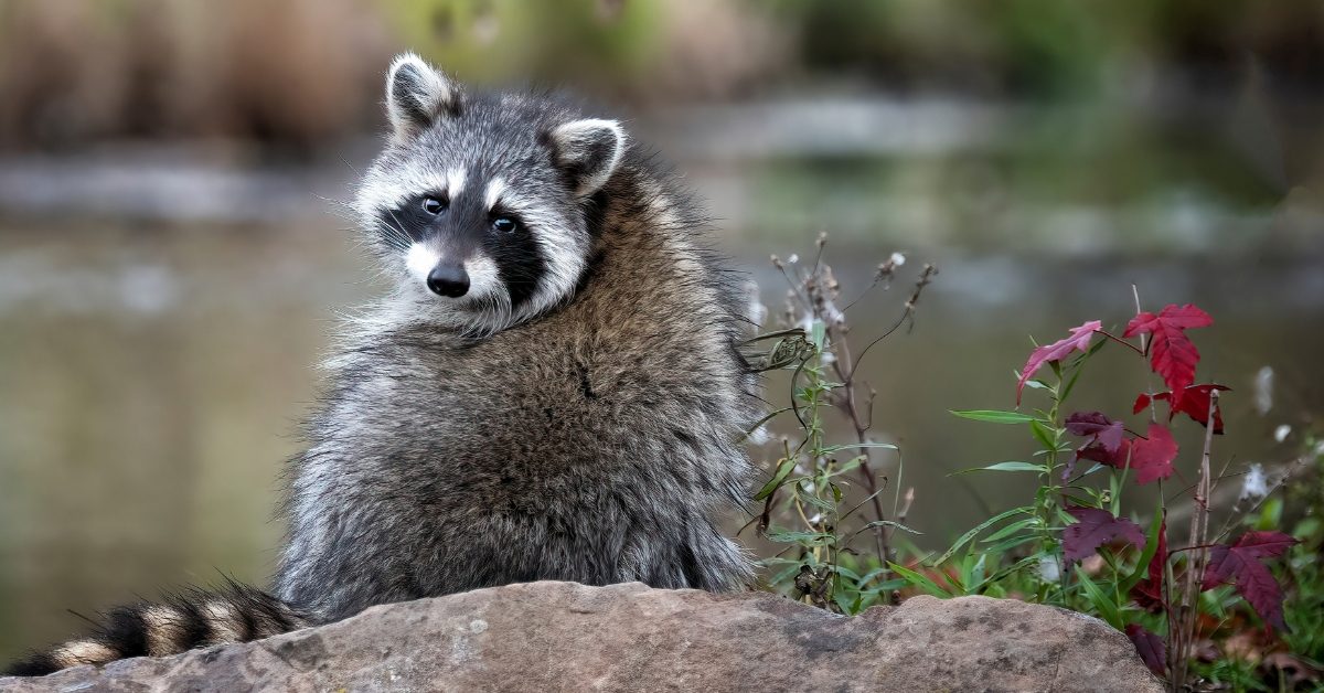 Raton laveur en France : comment protéger la biodiversité ? Raton laveur en France : comment protéger la biodiversité ?