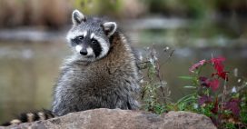 Raton laveur en France : comment protéger la biodiversité ?