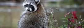 Raton laveur en France : comment protéger la biodiversité ?