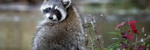 Raton laveur en France : comment protéger la biodiversité ? Raton laveur en France : comment protéger la biodiversité ?