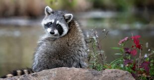 Raton laveur en France : comment protéger la biodiversité ?