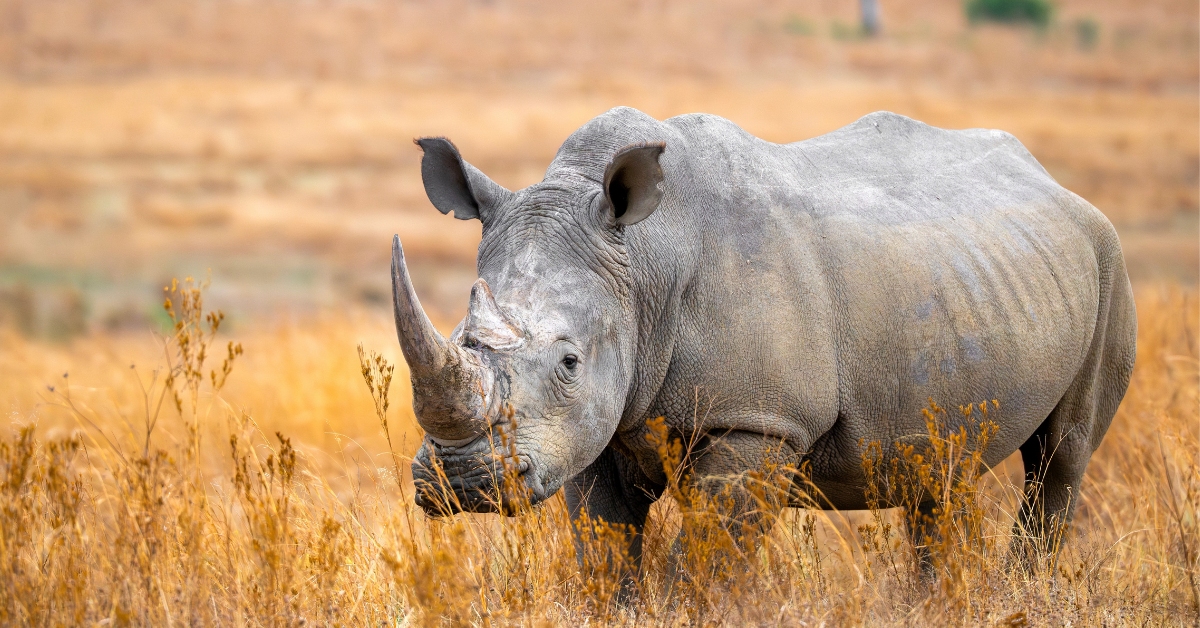 rhinoceros